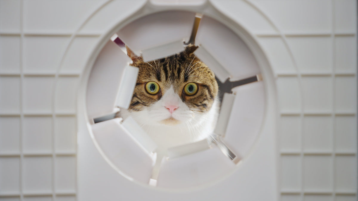 PawSwing FAQ zu Katzen-Fellpflege und Nutzung