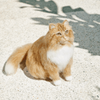 Studioaufnahme einer individuellen PawSwing® Katzenfigur, die die Handwerkskunst in jedem Detail zeigt
