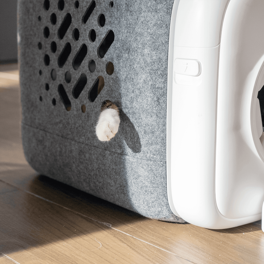 Eine Katze läuft auf den PawSwing Neo Plus zu und zeigt, wie sich dieser automatische Katzen-Selbstpflegegerät in ein modernes Zuhause integriert, um täglichen Fellverlust zu reduzieren