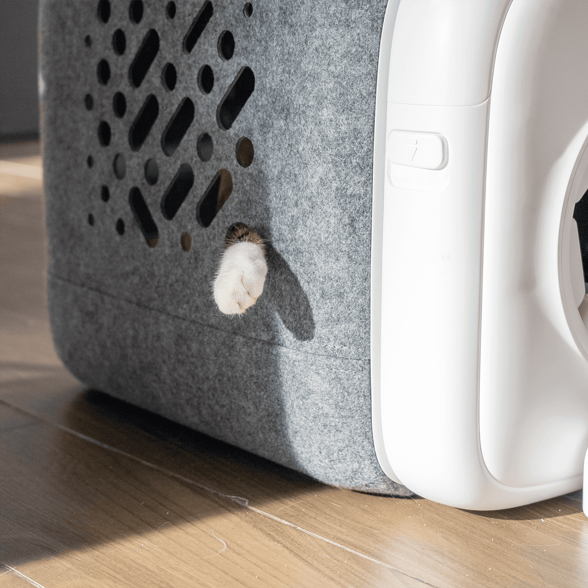 Eine Katze läuft auf den PawSwing Neo Plus zu und zeigt, wie sich dieser automatische Katzen-Selbstpflegegerät in ein modernes Zuhause integriert, um täglichen Fellverlust zu reduzieren