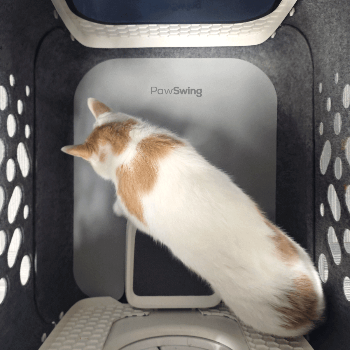 Draufsicht auf eine Katze, die die weiche Oberfläche der PawSwing® Katzenbox-Matte genießt