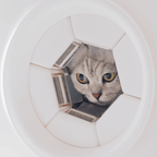 Eine dreifarbige Katze schaut durch den Ring eines PawSwing Katzen-Selbstpflegegeräts und zeigt das innovative Design, das ein Wohnzimmer in ein professionelles Haustier-Spa verwandelt