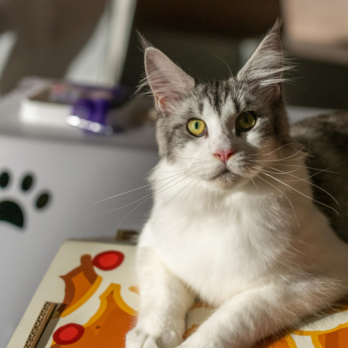 PawSwing Vision und Mission für stressfreie Katzenpflege