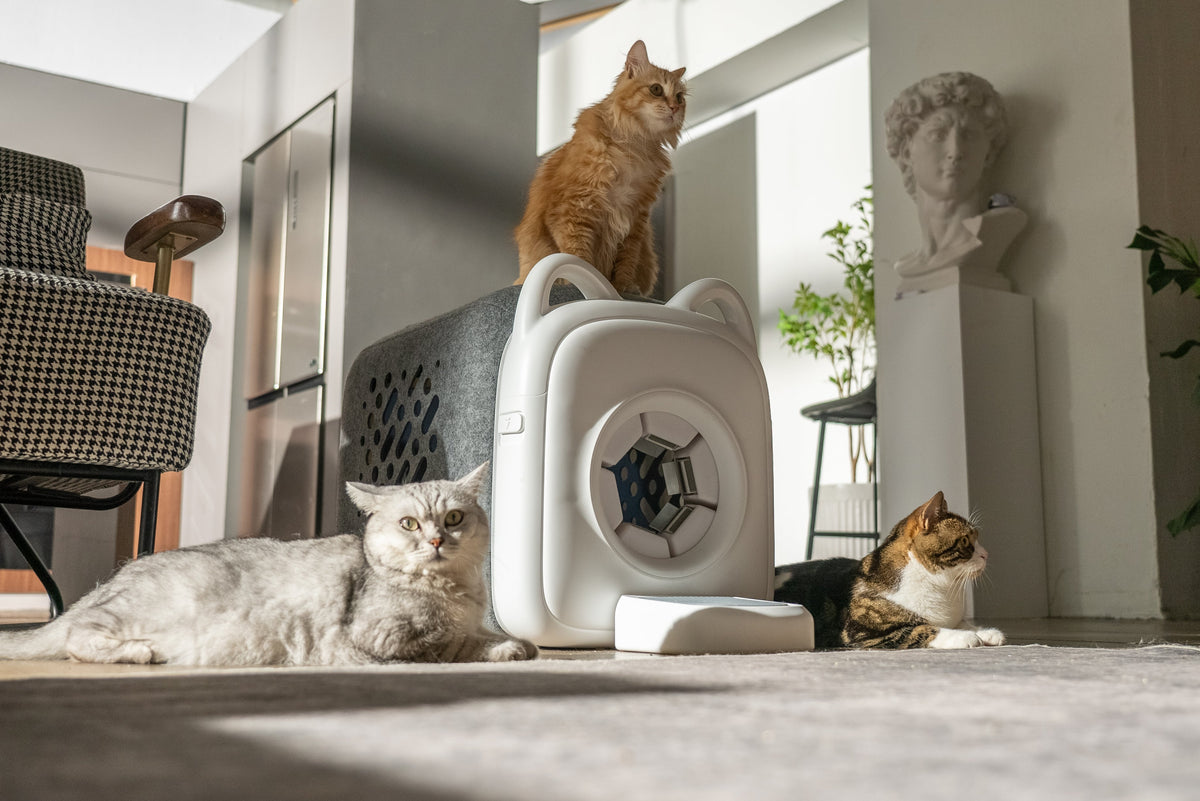 PawSwing Markenwelt mit Katze und automatischer Fellpflege