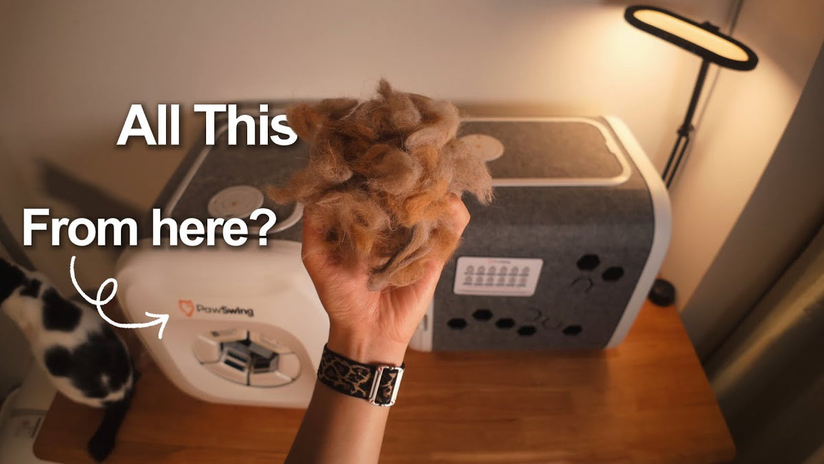 PawSwing Neo 30-Tage-Test mit 9 Katzen