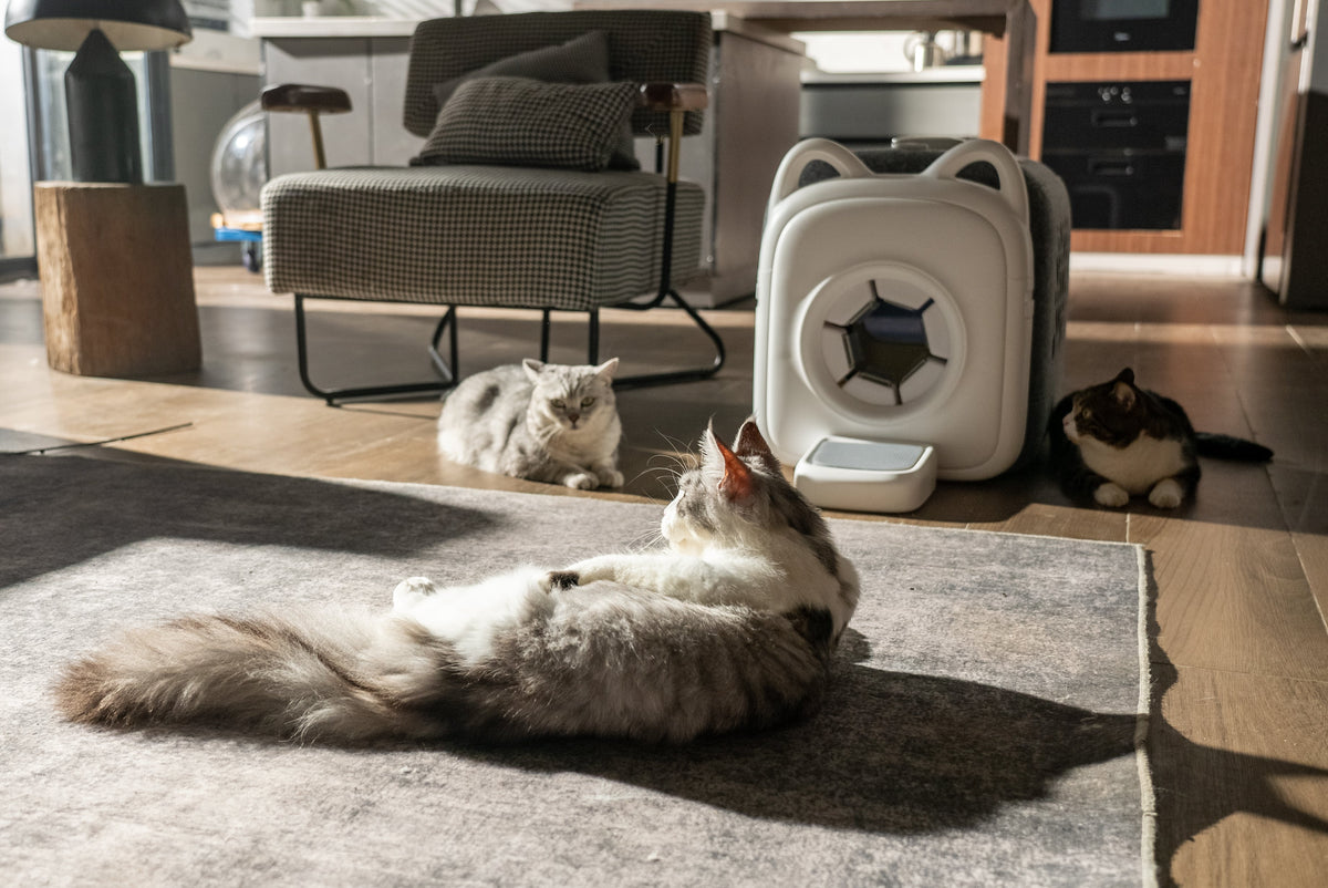 PawSwing AutoComb zur automatischen Fellpflege