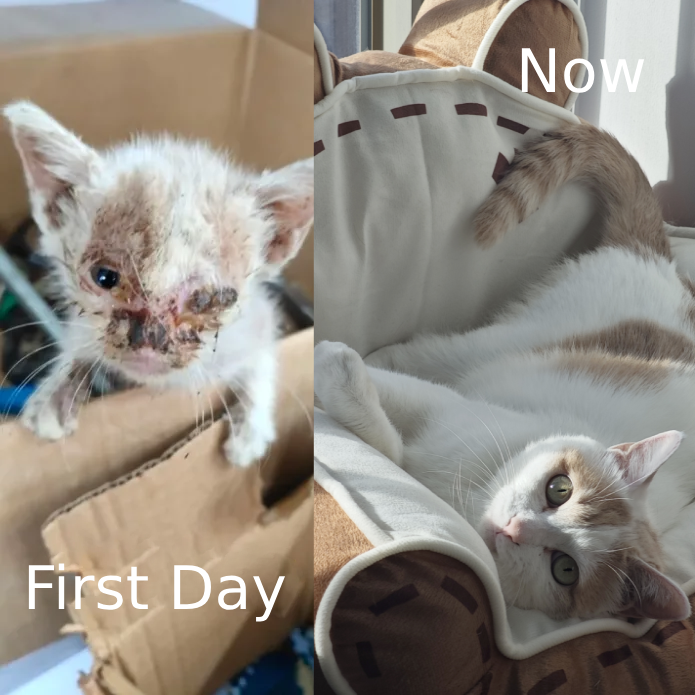 Orange, die gerettete Katze hinter der PawSwing Idee